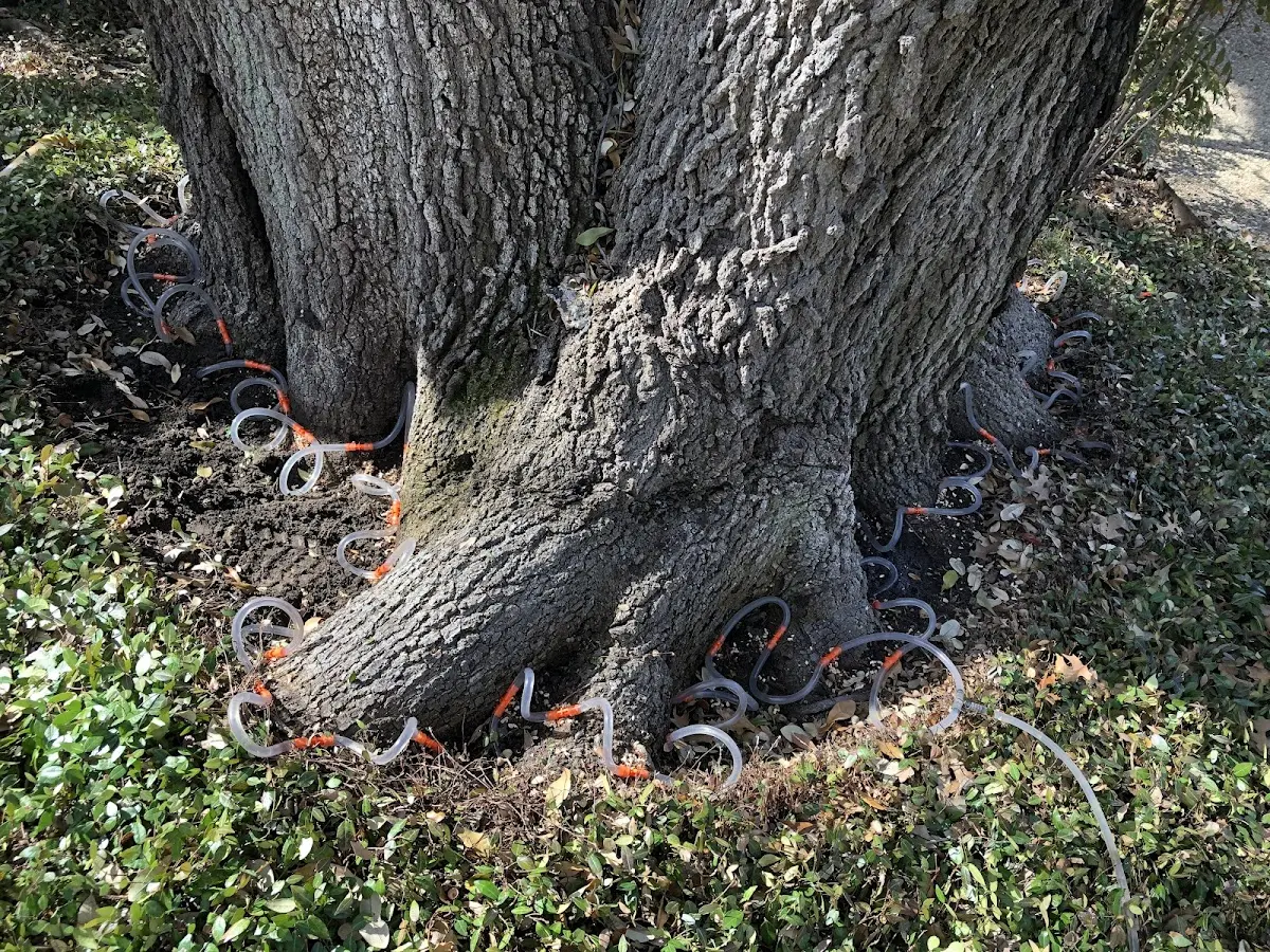 Detailed Tree Cabling and Bracing job site in Merrittstown