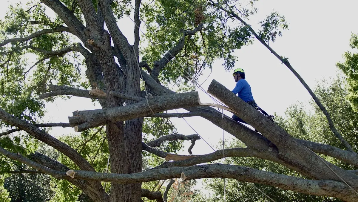 Professional Crown Thinning performed by certified arborists in Merrittstown