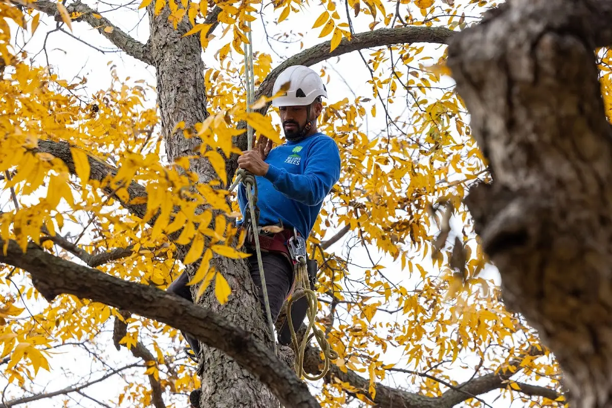 Skilled Tree Planting crew working in Merrittstown